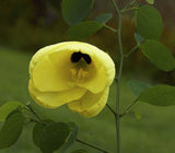 Bauhinia tomentosa | St Thomas & Bell Orchid & Yellow Butterfly Tree | 5_Seeds