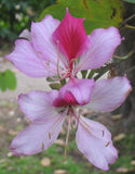 Bauhinia variegata | Kachnar | Mountain ebony | 5_Seeds
