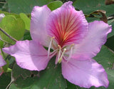 Bauhinia variegata | Kachnar | Mountain ebony | 5_Seeds