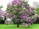 Bauhinia variegata | Kachnar | Mountain ebony | 5_Seeds