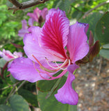 Bauhinia variegata | Kachnar | Mountain ebony | 5_Seeds