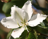 Bauhinia variegata candida | Variegated Orchid | White Mountain Ebony | 5_Seeds