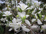 Bauhinia variegata candida | Variegated Orchid | White Mountain Ebony | 5_Seeds