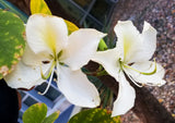 Bauhinia variegata candida | Variegated Orchid | White Mountain Ebony | 5_Seeds