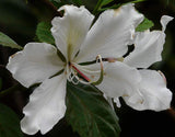 Bauhinia variegata candida | Variegated Orchid | White Mountain Ebony | 5_Seeds