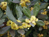 Laurus nobilis | Bay Laurel | Sweet-Bay | Bayleaf | 5_Seeds