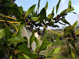 Laurus nobilis | Bay Laurel | Sweet-Bay | Bayleaf | 5_Seeds