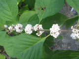 Callicarpa americana lactea | White American Beautyberry | 10_Seeds