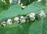 Callicarpa americana lactea | White American Beautyberry | 10_Seeds