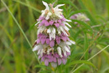 Monarda citriodora | Lemon Bee Balm | Purple Horsemint | 500_Seeds