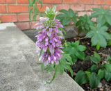 Monarda citriodora | Lemon Bee Balm | Purple Horsemint | 500_Seeds