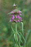 Monarda citriodora | Lemon Bee Balm | Purple Horsemint | 500_Seeds
