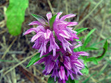 Monarda citriodora | Lemon Bee Balm | Purple Horsemint | 500_Seeds