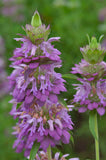 Monarda citriodora | Lemon Bee Balm | Purple Horsemint | 500_Seeds
