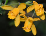 Berberis darwinii | Darwin Barberry | 5_Berries