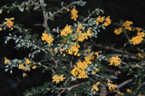 Berberis darwinii | Darwin Barberry | 5_Berries