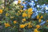Berberis darwinii | Darwin Barberry | 5_Berries