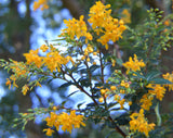Berberis darwinii | Darwin Barberry | 5_Berries