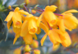 Berberis darwinii | Darwin Barberry | 5_Berries