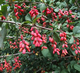 Berberis fendleri | Colorado barberry | 10_Seeds