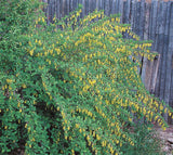Berberis fendleri | Colorado barberry | 10_Seeds