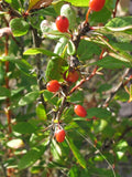 Berberis fendleri | Colorado barberry | 10_Seeds