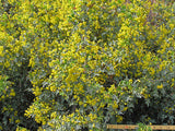 Berberis fendleri | Colorado barberry | 10_Seeds