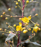 Berberis nevinii | Nevins Barberry | 10_Seeds