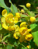 Berberis nevinii | Nevins Barberry | 10_Seeds
