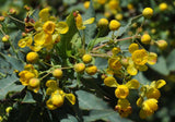 Berberis nevinii | Nevins Barberry | 10_Seeds