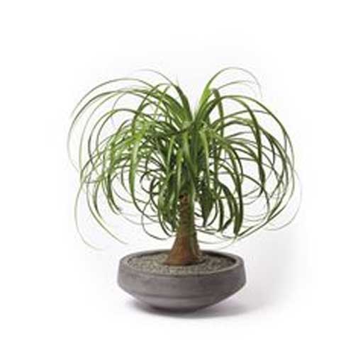 gardenersdream ponytail palm beaucarnea nolina tall Beaucarnea guatemalensis | Curly Nolina | Izote macho real