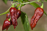 Bhut Jolokia Naga Chocolate | Ghost Chili Pepper | 20_Seeds