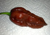 Bhut Jolokia Naga Chocolate | Ghost Chili Pepper | 20_Seeds