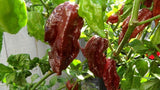Bhut Jolokia Naga Chocolate | Ghost Chili Pepper | 20_Seeds