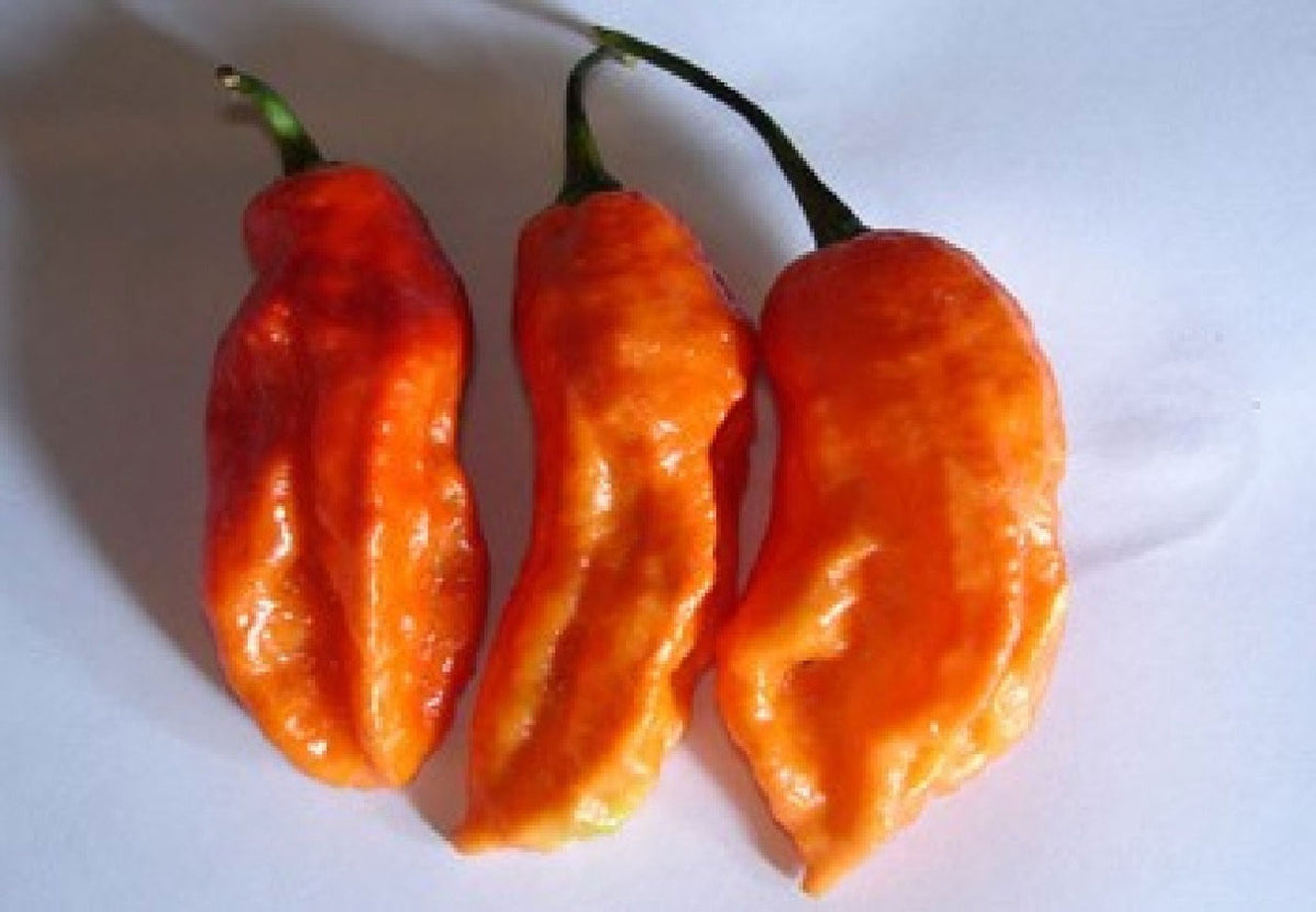 Bhut Jolokia Naga Orange | Ghost Chili Pepper | 20_Seeds – Butterfly ...