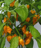 Bhut Jolokia Naga Orange | Ghost Chili Pepper | 20_Seeds