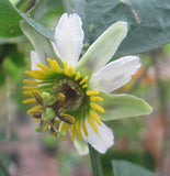 Passiflora biflora | Passionvine | 10_Seeds