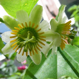 Passiflora biflora | Passionvine | 10_Seeds