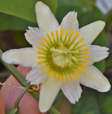 Passiflora biflora | Passionvine | 10_Seeds