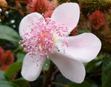 Bixa orellana | Achiote | Lipstick Tree | Urucum | Colorau | 20_Seeds