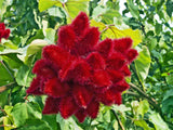 Bixa orellana | Achiote | Lipstick Tree | Urucum | Colorau | 20_Seeds