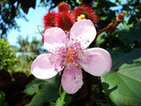 Bixa orellana | Achiote | Lipstick Tree | Urucum | Colorau | 20_Seeds