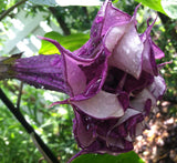 Datura metel Black Currant Swirl | Devils Trumpet | Horn of Plenty | 20_Seeds