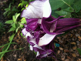 Datura metel Black Currant Swirl | Devils Trumpet | Horn of Plenty | 20_Seeds