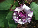 Datura metel Black Currant Swirl | Devils Trumpet | Horn of Plenty | 20_Seeds