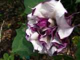 Datura metel Black Currant Swirl | Devils Trumpet | Horn of Plenty | 20_Seeds