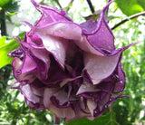 Datura metel Black Currant Swirl | Devils Trumpet | Horn of Plenty | 20_Seeds