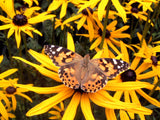 Rudbeckia hirta | Black-Eyed Susan | Gloriosa Daisy | 1000_Seeds