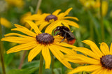 Rudbeckia hirta | Black-Eyed Susan | Gloriosa Daisy | 1000_Seeds