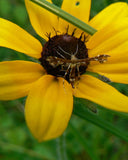 Rudbeckia hirta | Black-Eyed Susan | Gloriosa Daisy | 1000_Seeds